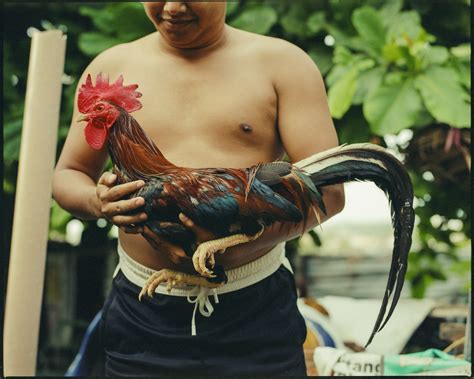 manok na panabong